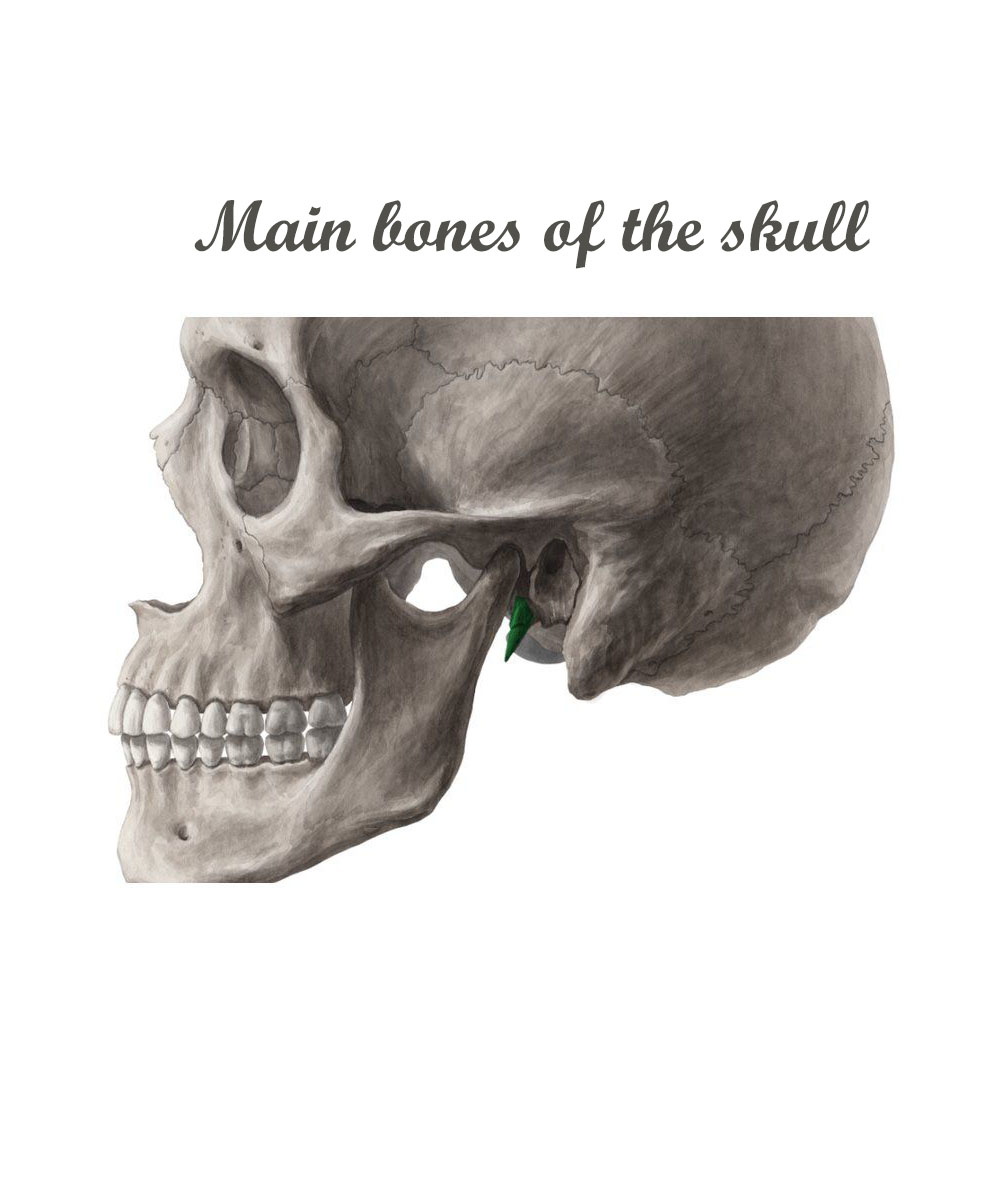 Main Bones of the Skull